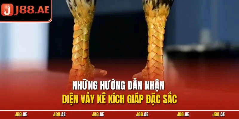 Những hướng dẫn nhận diện vảy kê kích giáp đặc sắc